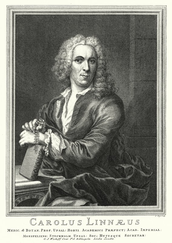 Carl Linnaeus, svensk botaniker og zoolog (gravering) af Pierre Tanje