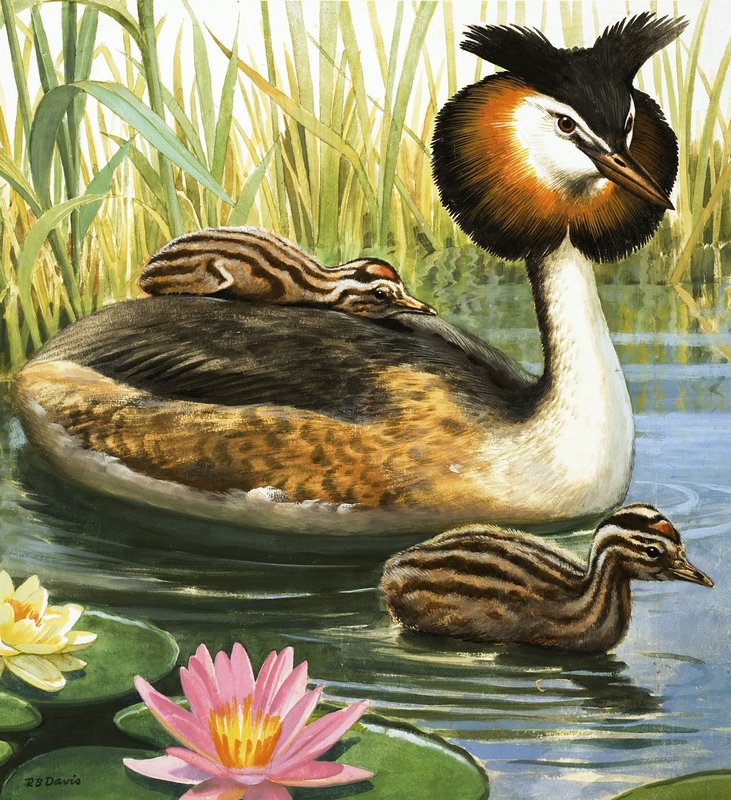 Toppet lappedykker af R.B. Davis