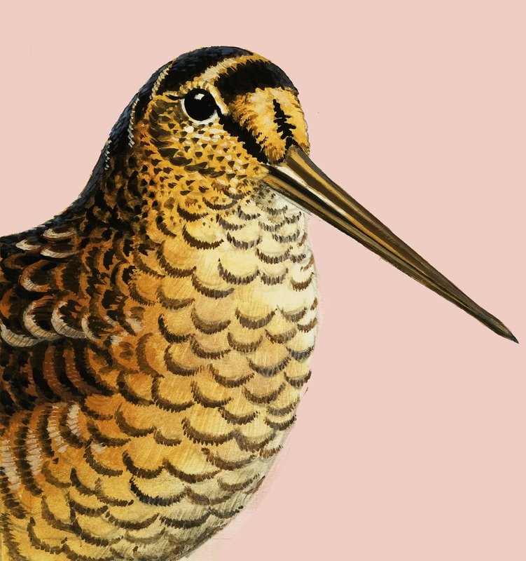 At se på naturen: Skovsneppen af R.B. Davis