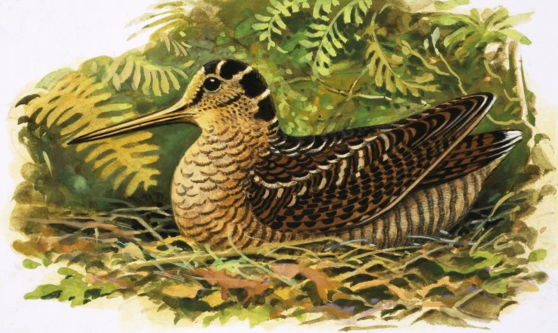 At se på naturen: Skovsneppen af R.B. Davis