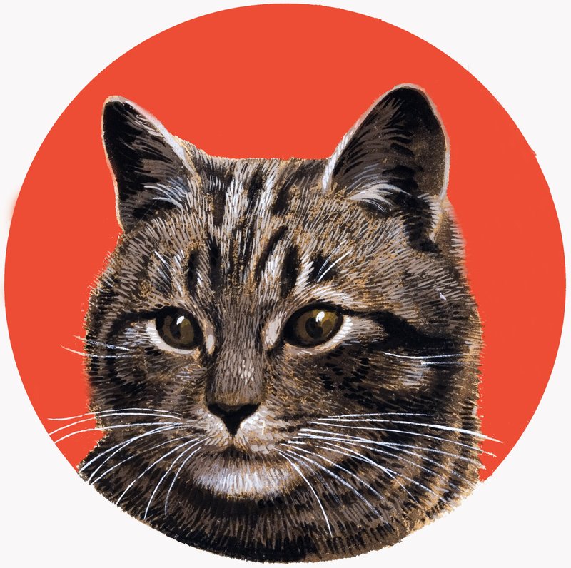 Tabby-kat, fra 
