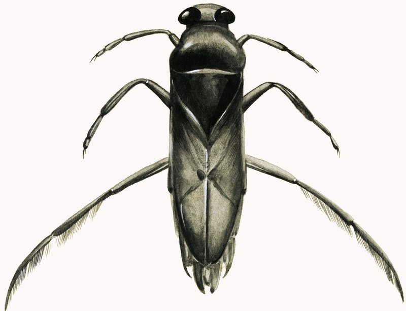 Water Boatman (gouache på papir) af R.B. Davis