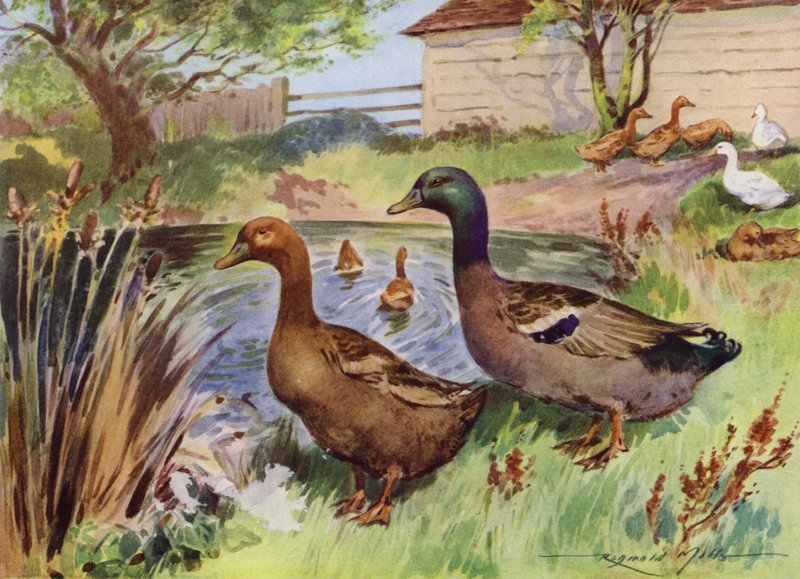 Illustration til My Farm (farve litho) af Reginald Mills