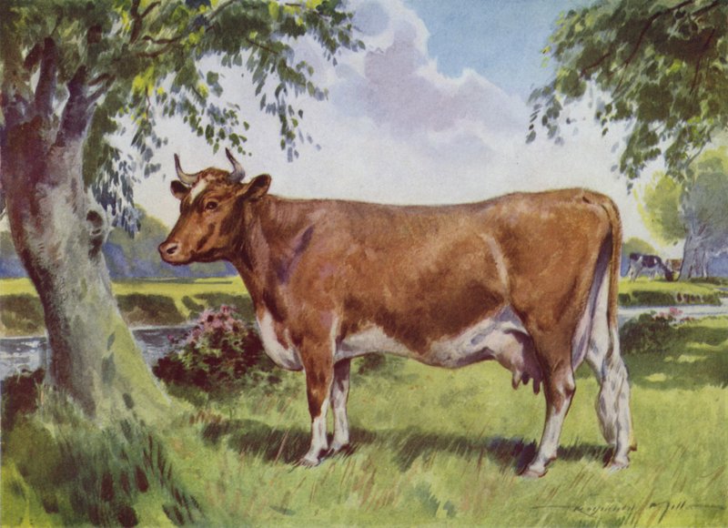 Illustration til My Farm (farve litho) af Reginald Mills
