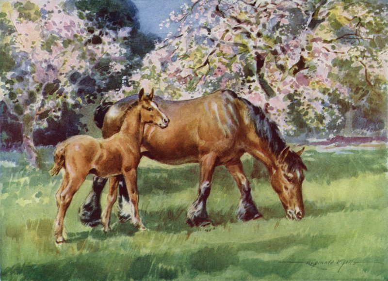 Illustration til My Farm (farve litho) af Reginald Mills
