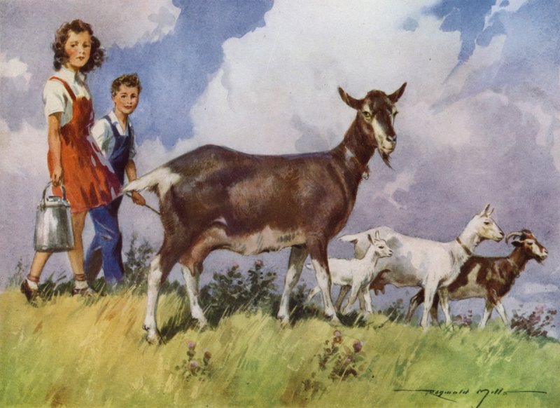Illustration til My Farm (farve litho) af Reginald Mills