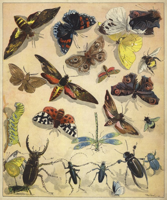 Insekter (chromolitho) af Richard Andre