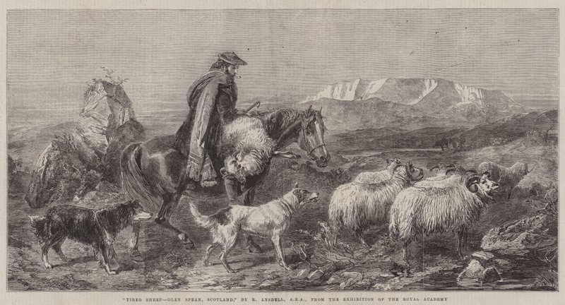 Tired Sheep, Glen Spean, Skotland, fra Royal Academys udstilling af Richard Ansdell