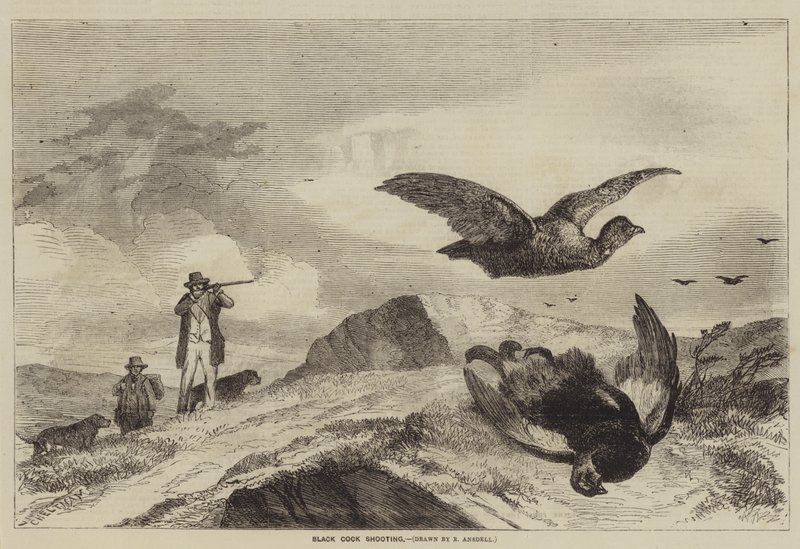 Sort pik skydning af Richard Ansdell