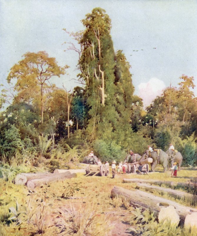 Læsser teak ved Kokogon af Robert George Talbot Kelly
