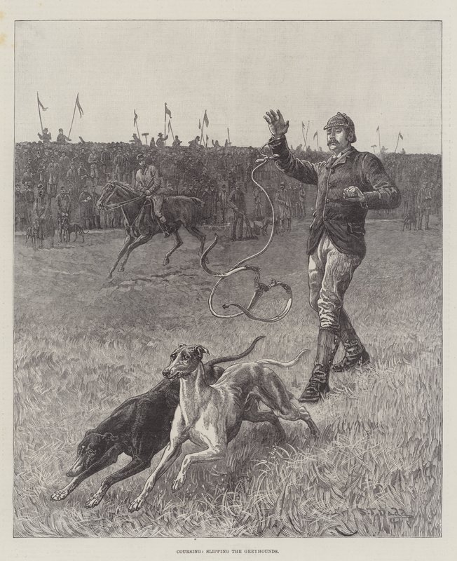 Coursing, udskridning af Greyhounds af S.T. Dadd