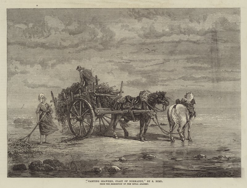 Carting Seaweed, Coast of Normandy, fra udstillingen af Royal Academy af Samuel C. Bird