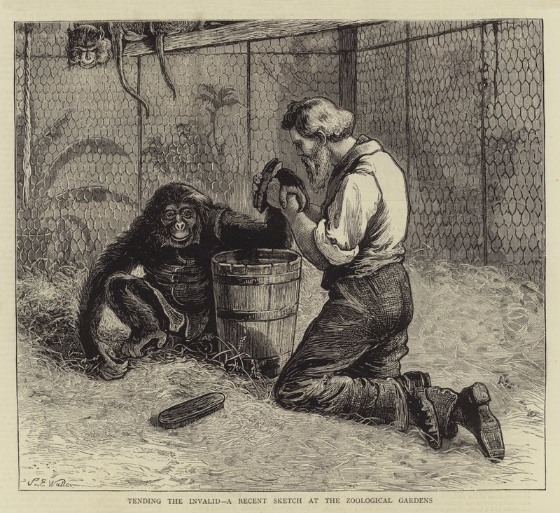 Tending the Invalid, en nylig skitse ved de zoologiske haver af Samuel Edmund Waller