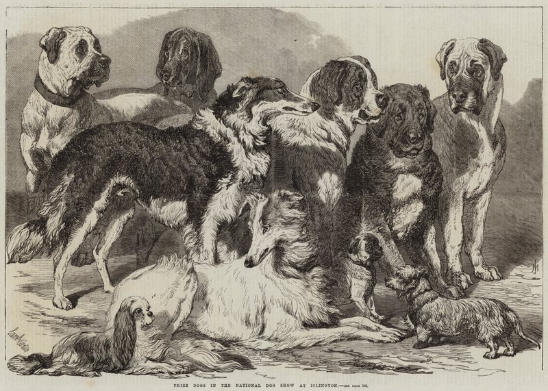 Præmiehunde i National Dog Show i Islington af Samuel John Carter