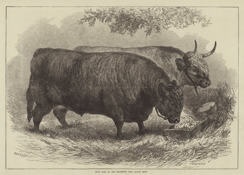 Præmieokser ved Smithfield Club Cattle Show af Samuel John Carter