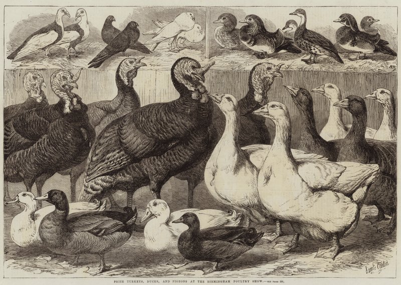 Præmie kalkuner, ænder og duer ved Birmingham Poultry Show af Samuel John Carter