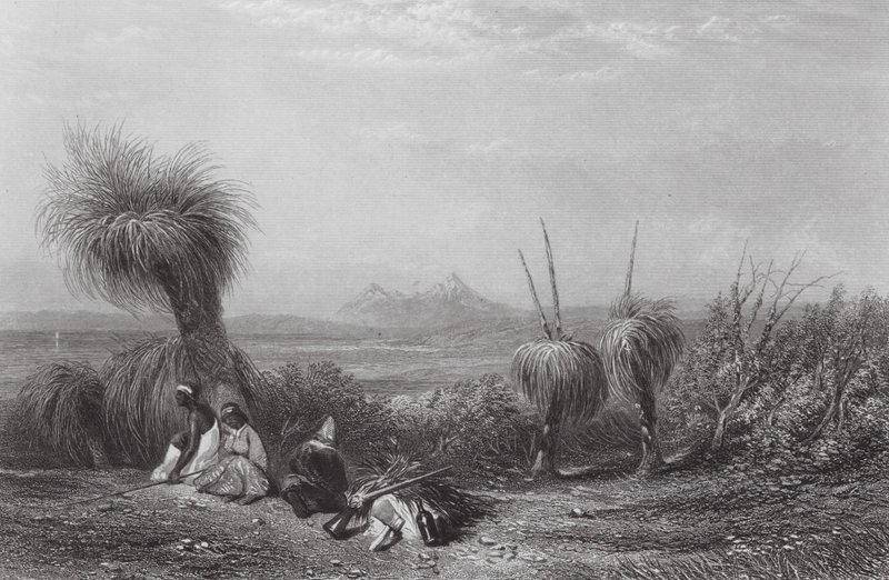 Australien: Grass Tree Plains (gravering) af Samuel (after) Prout