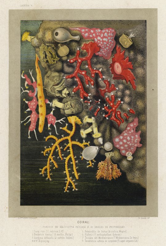 Koraller (chromolitho) af Spanish School
