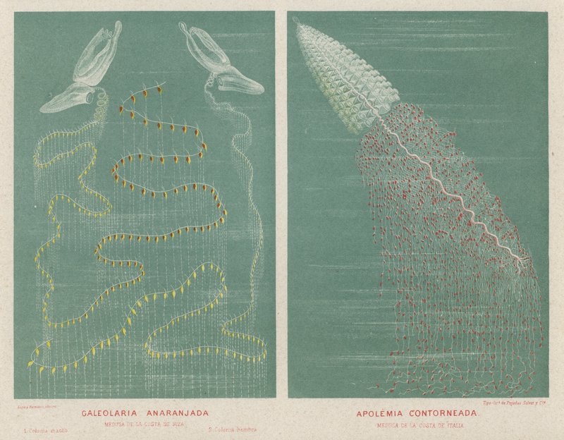 Orange Galeolaria og Contoured Apolemia (farve litho) af Spanish School