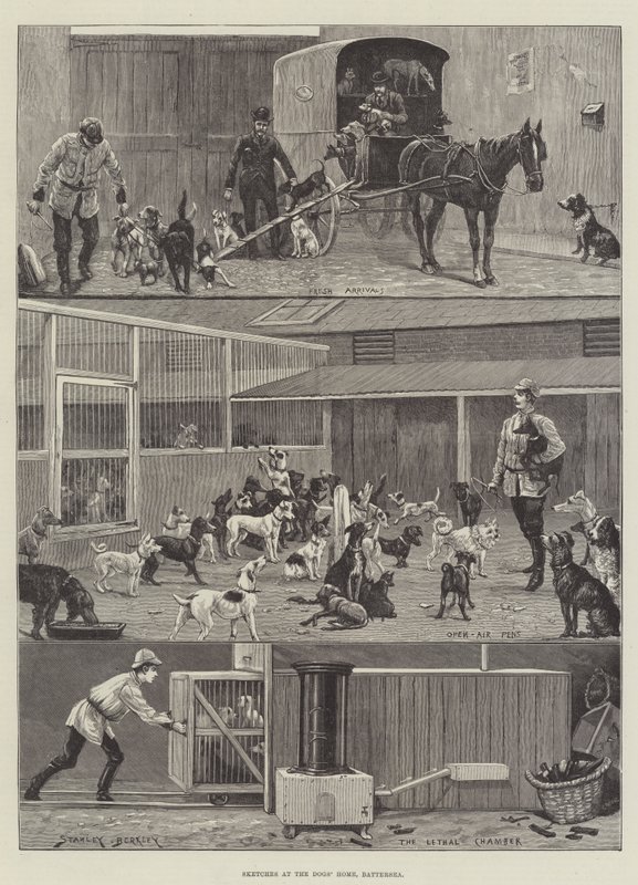 Skitser i Hundehjemmet, Battersea af Stanley Berkeley