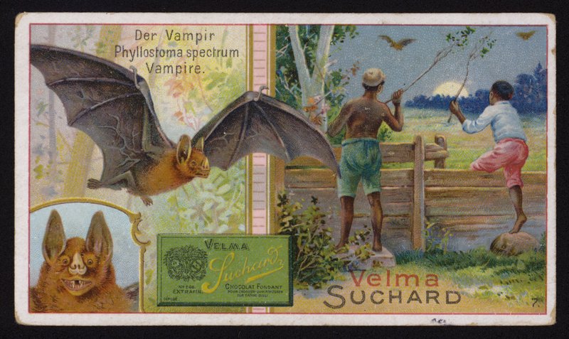 Vampyr flagermus (chromolitho) af Swiss School