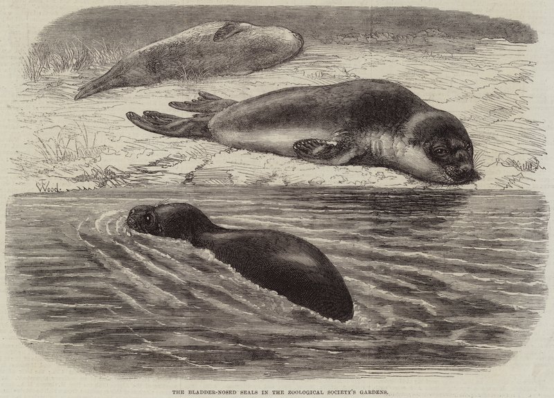 Blærenæsesælerne i Zoologisk Selskabs Haver af Thomas W. Wood