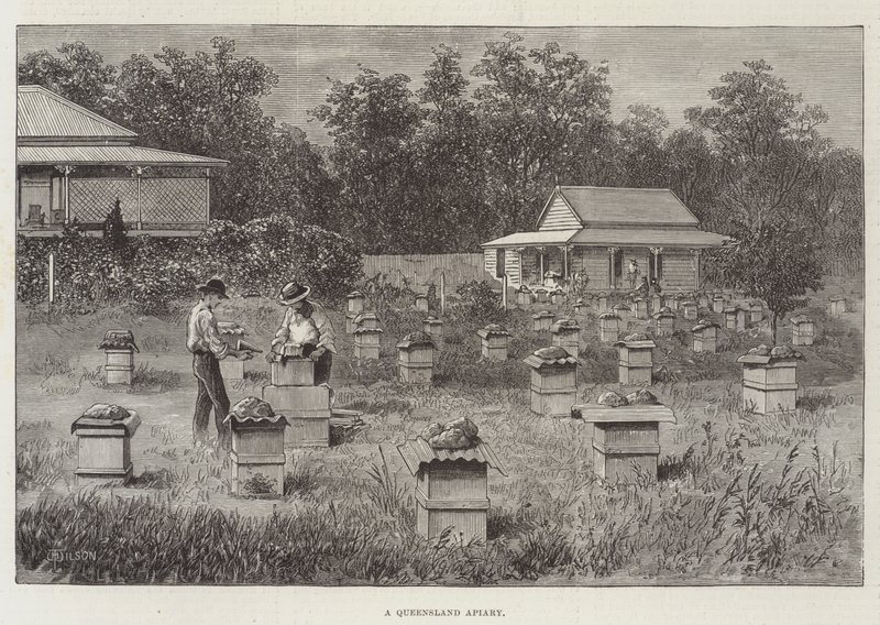 En bigård i Queensland af Thomas Harrington Wilson