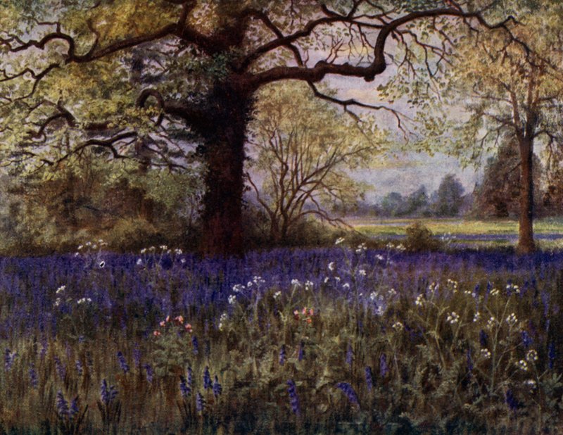 Kew Gardens: Wild Hyacinths (farve litho) af Thomas Mower Martin