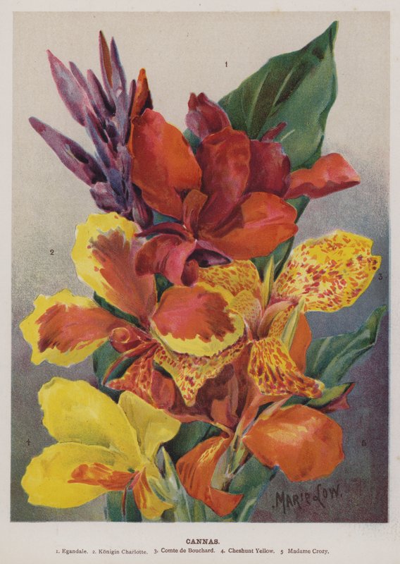 Cannas af Unbekannt Unbekannt