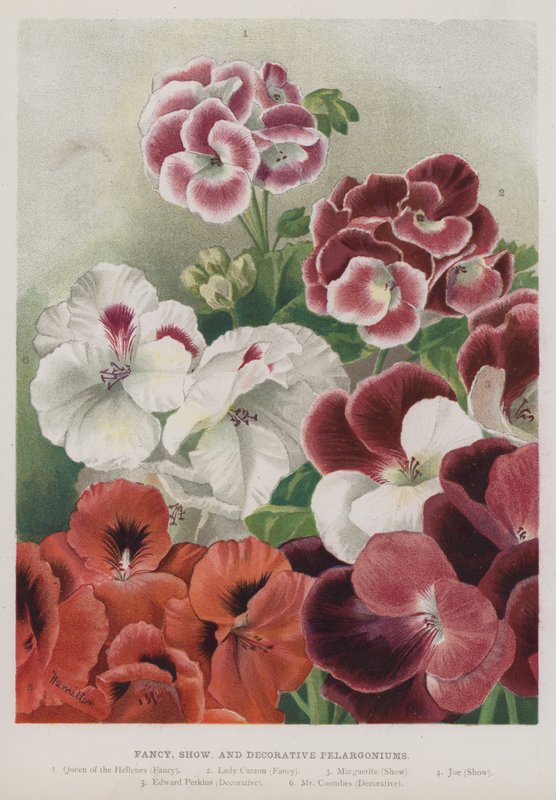 Fancy, show og dekorative pelargonier af Unbekannt Unbekannt