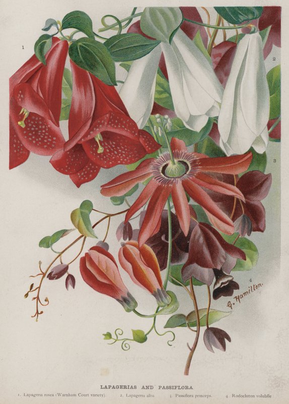 Lapagerias og Passiflora af Unbekannt Unbekannt