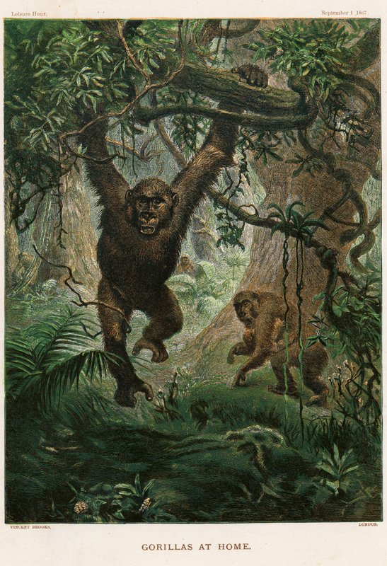 Gorillaer i hjemmet af Vincent Brooks