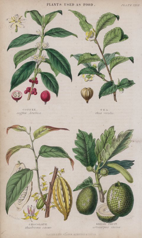 Kaffe; Te; Chokolade; Brødfrugt (farvet gravering) af W. Fitch