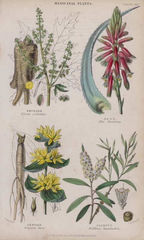 Rabarber; Aloe; Ensian; Cajeput (farvet gravering) af W. Fitch