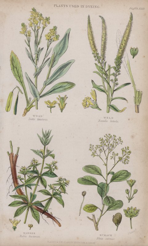 Woad; svejsning; Madder; Sumach (farvet gravering) af W. Fitch