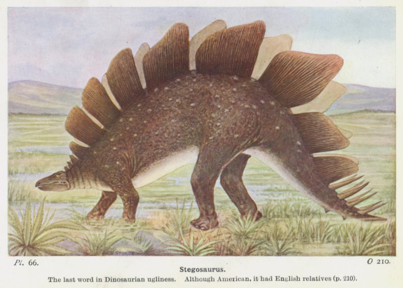 Stegosaurus (farve litho) af W. J. Stokoe