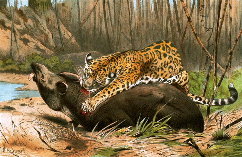 Jaguar dræber tapir af Wilhelm Kuhnert