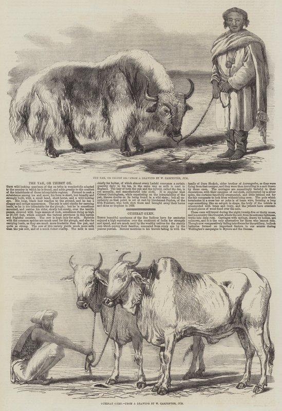 Yak, af Tibet Ox af William Carpenter