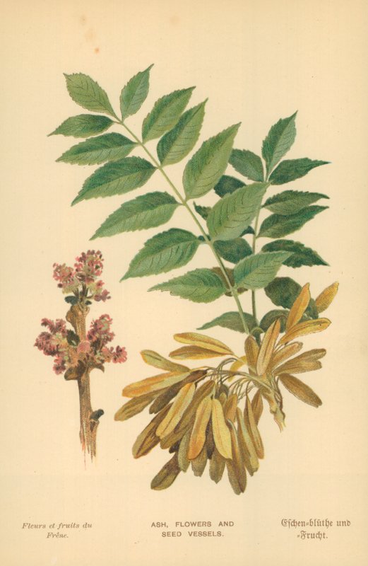 Aske, Blomster og Frøkar af William Henry James Boot