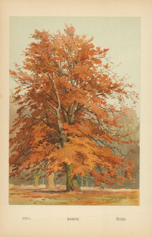 Bøg af William Henry James Boot