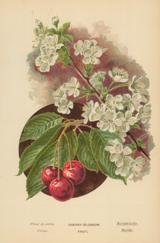 Kirsebær-blomst. Frugt af William Henry James Boot