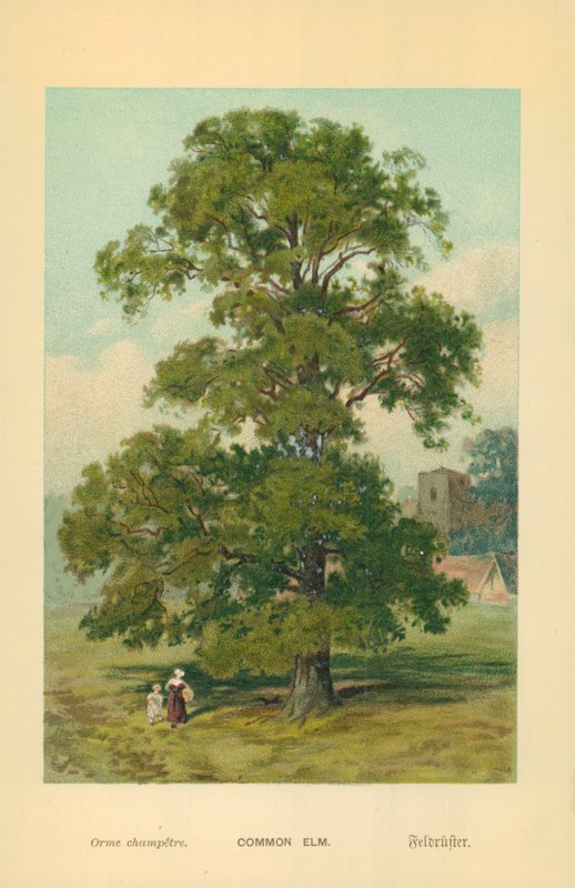 Almindelig Elm af William Henry James Boot
