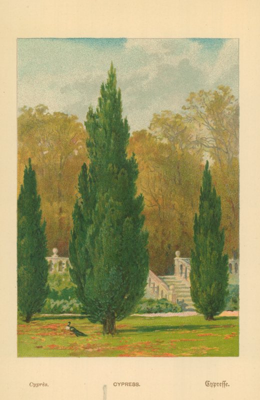Cypress af William Henry James Boot