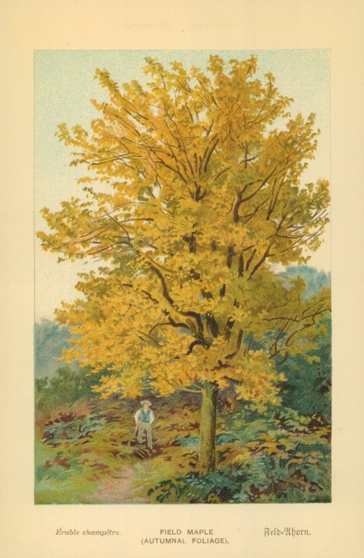 Markahorn (efterårsløv) af William Henry James Boot