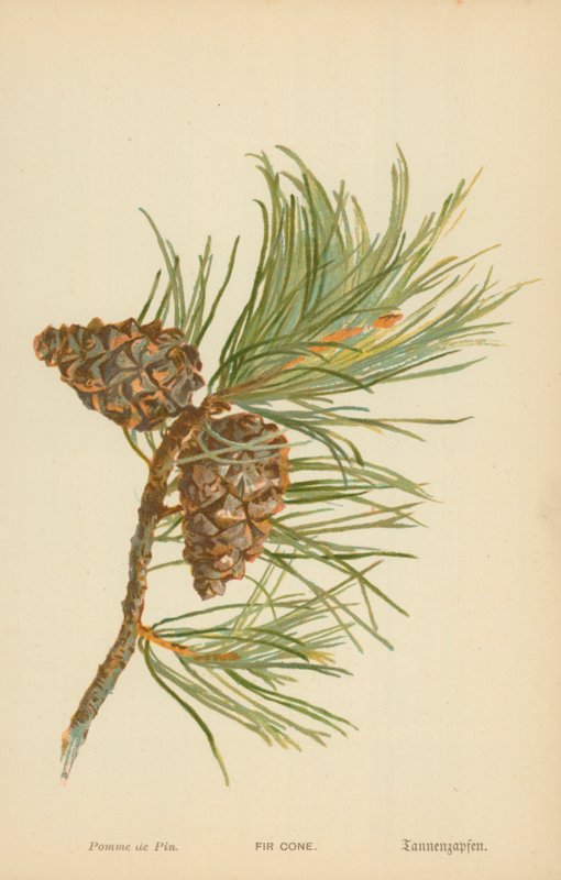 Grankogle af William Henry James Boot