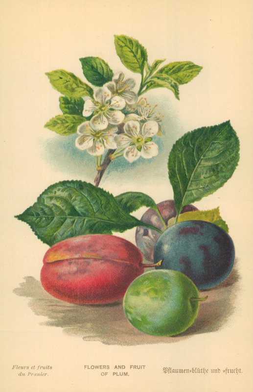 Blomster og frugter af blomme af William Henry James Boot