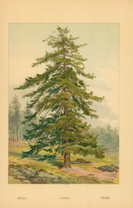Lærketræ af William Henry James Boot