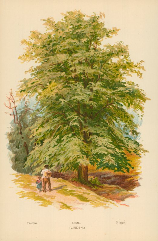 Lime. (Linden) af William Henry James Boot