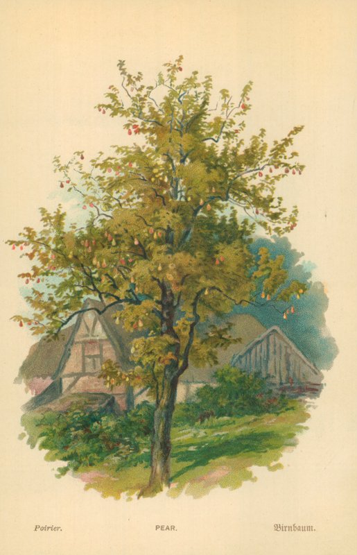 Pære af William Henry James Boot