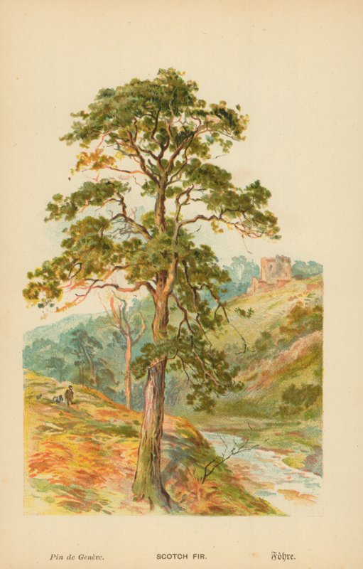 Scotch Gran af William Henry James Boot